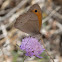Small Heath