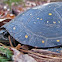 Spotted Turtle