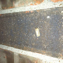 Moth