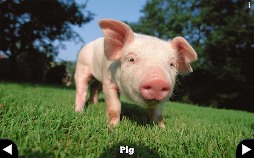 How to install Farm Animals for Toddlers 1.1 mod apk for android