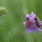 Six-spot Burnet