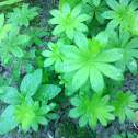 Waldmeister
