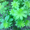 Waldmeister