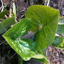 Wild Ginger