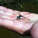 Blue Dasher dragonfly (male)