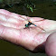 Blue Dasher dragonfly (male)