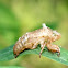 Cicada discarded skin