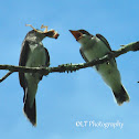 Eastern Kingbird