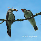 Eastern Kingbird