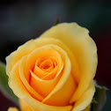 Yellow Rose