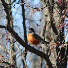 American Robin