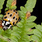 Eyed Ladybird