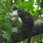 Tamarin Monkey