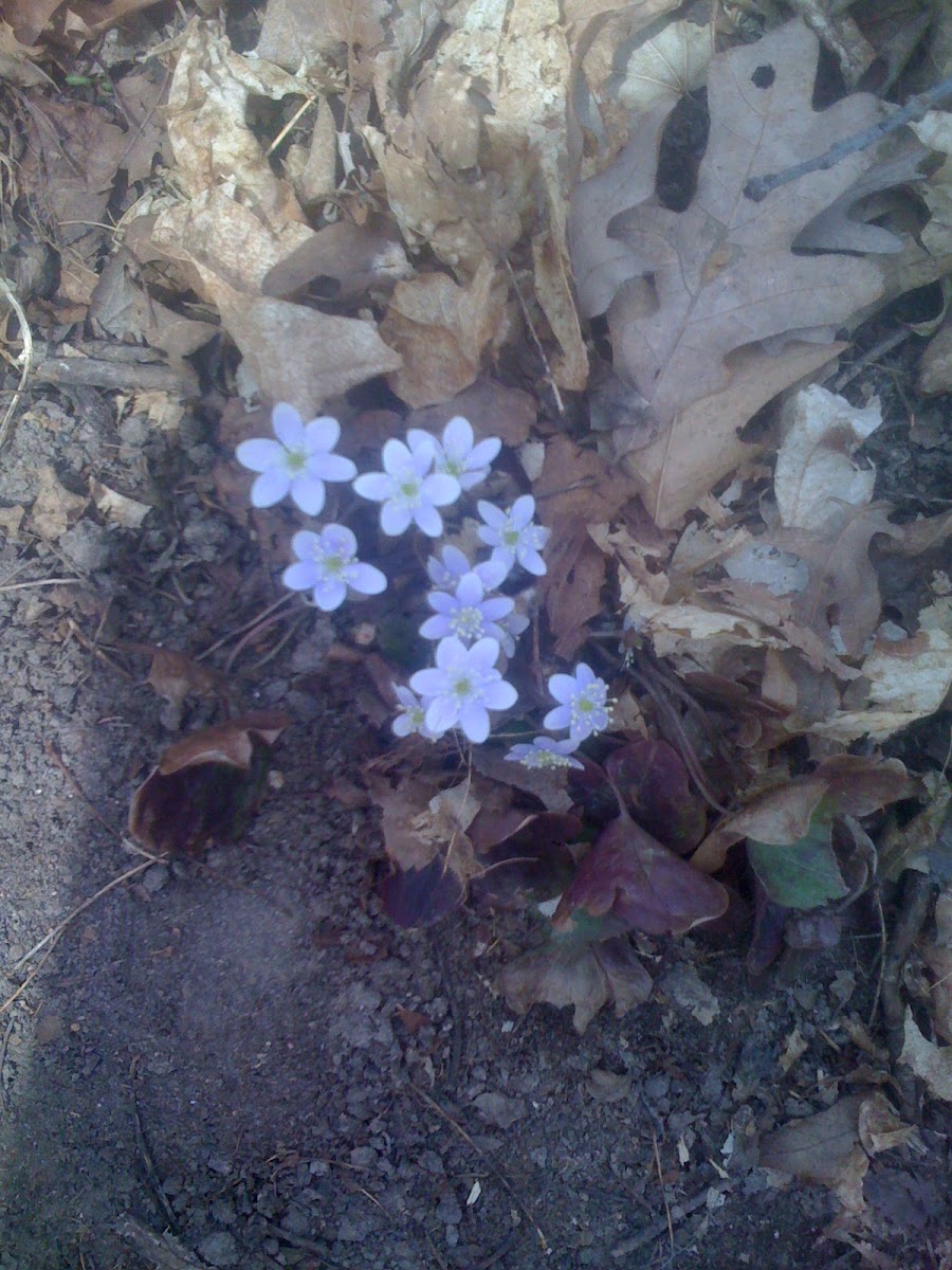 Round Lobed Hepatica