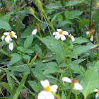 Spanish Needles