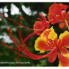 Peacock Flower