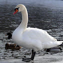 Mute swan
