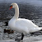 Mute swan