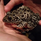 crawfish frog