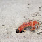 Crab