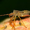 Brown Marmorated Stink Bug