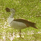 Knob-billed Duck