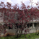 Frangipani