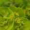 serrated spurge; lleteresa serrada