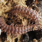flat-backed millipede