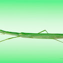stick insect