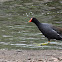 Common Gallinule