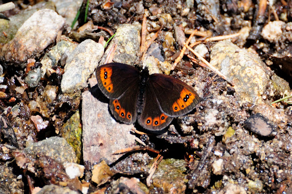 Spotting Image 1