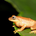 Blue-eyed Bush Frog