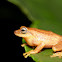 Blue-eyed Bush Frog