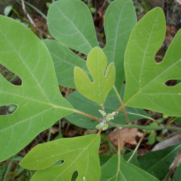 Spotting Image 1