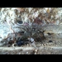 Wolf spider
