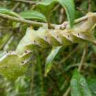 Manduca caterpillar