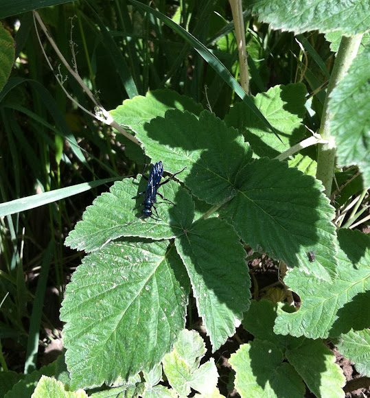 Spotting Image 1