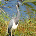 TriColored Heron