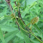 Ants tending aphids