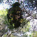 escoba de bruja