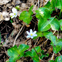 Herba fetgera