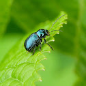 Leaf beetle