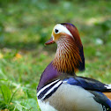 The Mandarin Duck