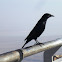 Tristram's Starling