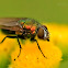 Banded blowfly