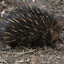 Echidna