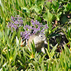 California Ground Squirrel