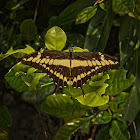 King Page Swallowtail