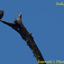 Indian Roller